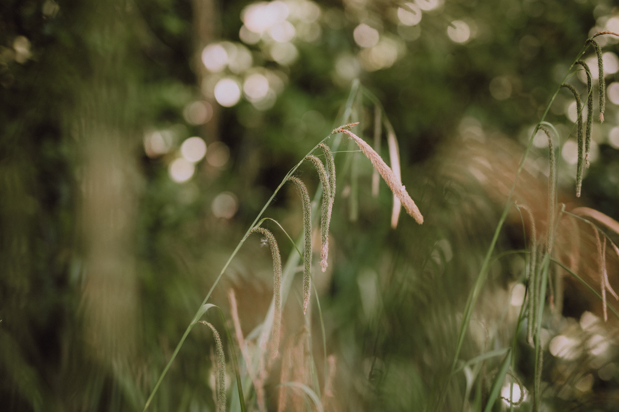 Soft natural detail of grass and foliage between wedding moments, part of a relaxed natural wedding photography Scotland story
