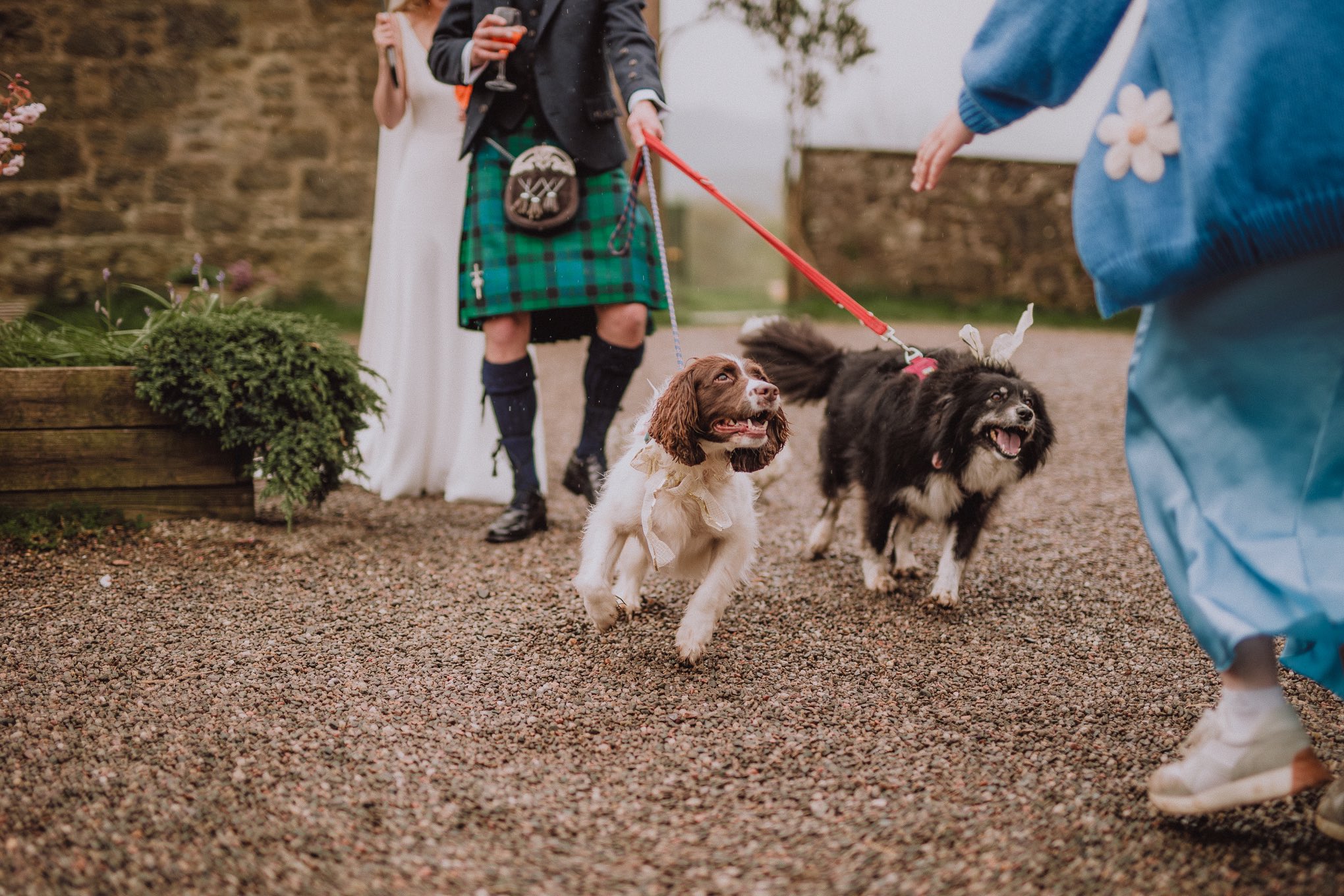 Wedding couple walking dogs during their celebration, candid moment captured with relaxed natural wedding photography Scotland